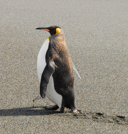 King penguin (Aptenodytes patagonicus) walking on the beachの写真素材