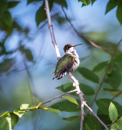 Female Ruby-throated Hummingbird (archilochus colubris) perching on a twig in Maryland during the Summerの写真素材
