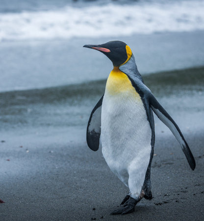 King penguin walking on the beach in the Falkland Islands.の写真素材