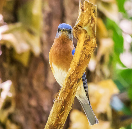 Male Eastern Bluebird (Sialia sialis) perching on a branchの写真素材