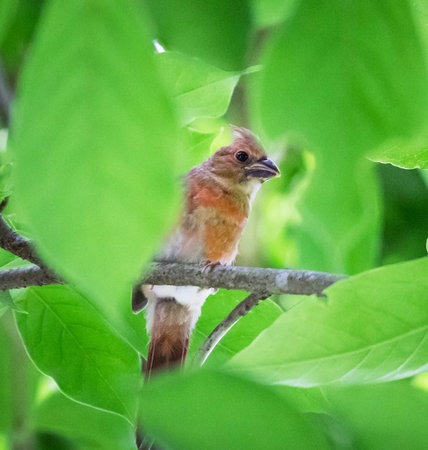 Red-breasted cardinal perched on a branch in a tree.の写真素材