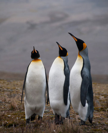 King penguins standing on a rock in the antarctic.の写真素材