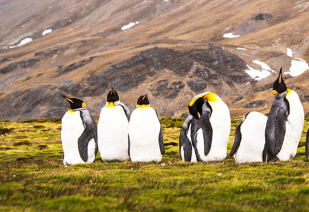 King penguins (Aptenodytes patagonicus)の写真素材