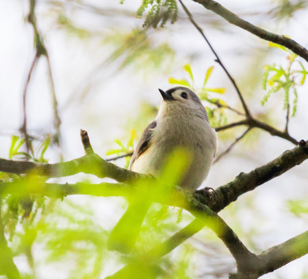 Tufted Titmouse (baeolophus bicolor)の写真素材