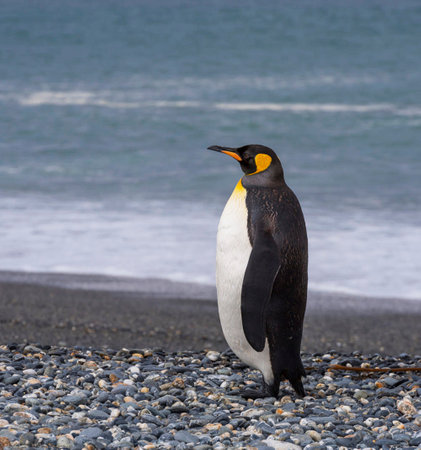 King penguin standing on pebble beach, Falkland Islandsの写真素材