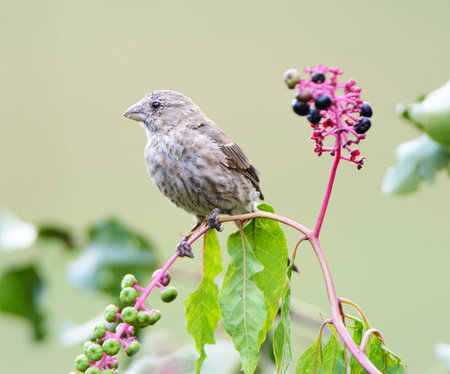Female House Finch perched on a branch with berries in the background.の写真素材