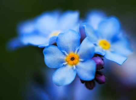 Forget-me-nots flowers in the garden. macroの写真素材