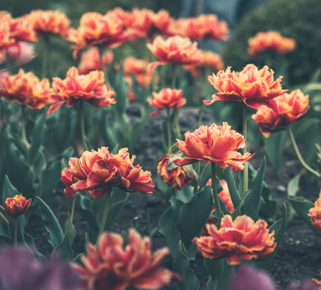 Beautiful tulip flowers blooming in the garden - Vintage Filterの写真素材