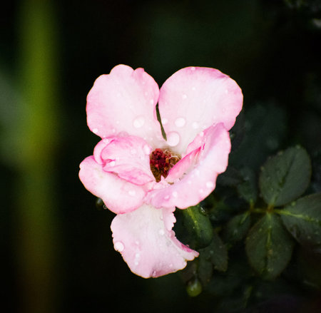 pink rose with water drops on the petals and green leavesの写真素材
