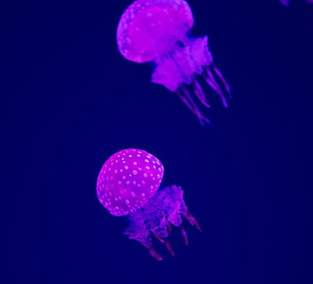 Beautiful purple jellyfish swimming in the water. Underwater photo.