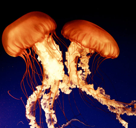 jellyfish in the water in the aquarium, closeup of photo