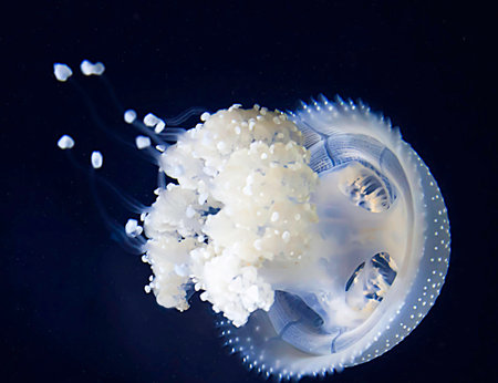 Jellyfish in the deep blue sea. Underwater world.