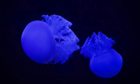 jellyfish in the water on a dark blue background close up
