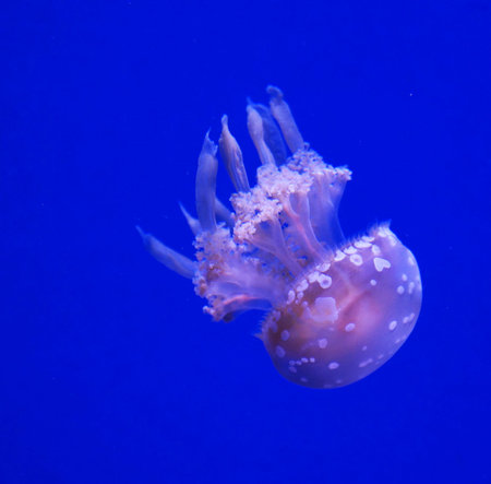 jellyfish in the deep blue sea, beautiful photo digital pictureの写真素材