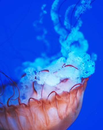 Jellyfish in the blue water. Underwater world. Marine life.の写真素材
