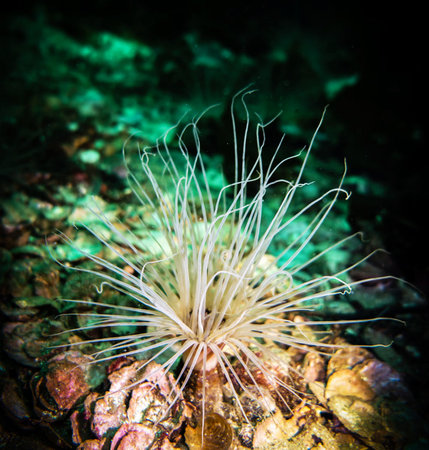 Close-up of sea anemone in the water at nightの写真素材