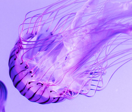 Purple jellyfish floating in the water, close-up.の写真素材
