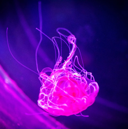 Jellyfish swimming in the water in a purple light background.