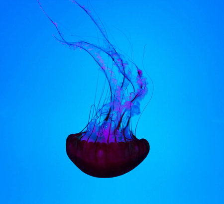 jellyfish floating in the water on a blue background, close-upの写真素材