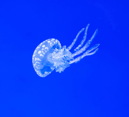 jellyfish in the deep blue sea, closeup of photoの写真素材