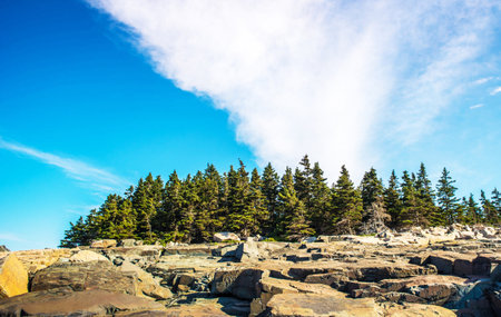 Beautiful landscape with pine trees on rocky shore and blue sky.の写真素材
