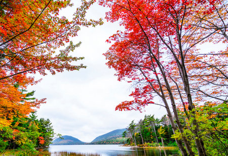 Beautiful colorful maple leaf tree with lake in autumn season at japanの写真素材
