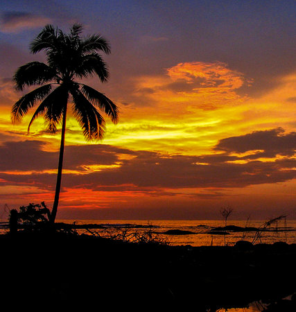 Sunset at the beach with coconut palm tree silhouetted.の写真素材