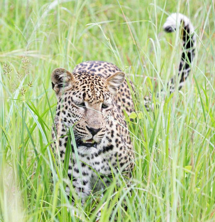 Leopard in the grass in the Moremi Game Reserve (Okavango River Delta), National Park, Botswanaの写真素材
