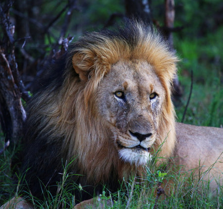 Male lion in the Okavango Delta - Moremi National Park in Botswanaの写真素材