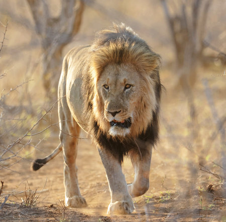 Lion walking in Kruger National Park, South Africa ; Specie Panthera leo family of Felidaeの写真素材