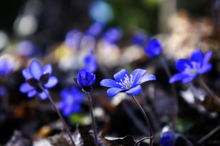 Hepatica nobilis (Hepatica nobilis) in springの写真素材