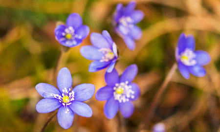 Hepatica nobilis (common liverwort, liverwort, liverwort, liverwort, liverwort, liverwort,...