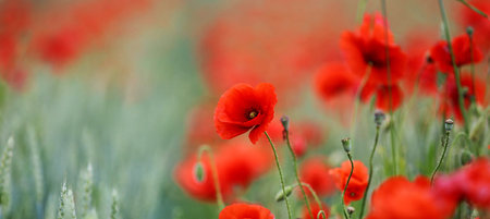 Red poppies in the field. Soft focus, shallow DOF.の写真素材