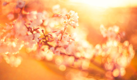 Cherry blossoms in full bloom in the spring, soft focusの写真素材