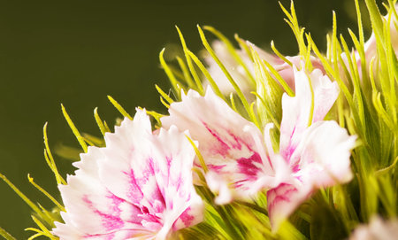 close up of pink carnation flower bouquet on green background.の写真素材