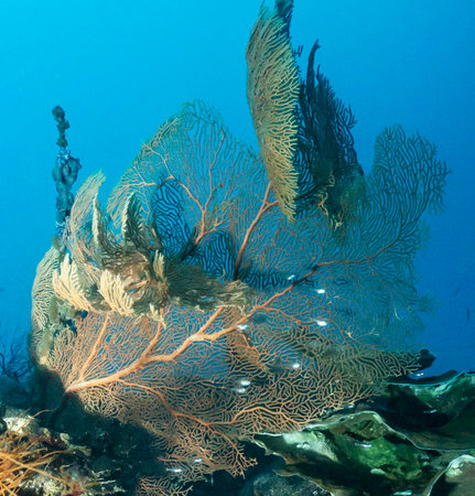 Gorgonian fan on a tropical coral reef in the Red Seaの写真素材
