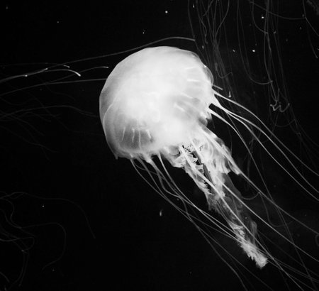 Jellyfish in the aquarium. Black and white image of jellyfish.の写真素材