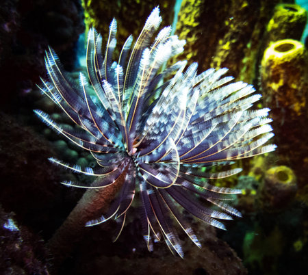 Tropical coral reef with colorful tropical fish. Underwater photographyの写真素材
