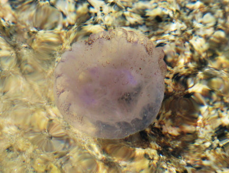 Jellyfish in the water on a sunny day. Macro.の写真素材
