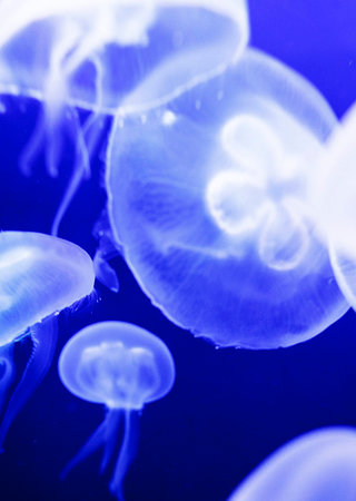 Jellyfish in the water on blue background. Jellyfish in the aquariumの写真素材