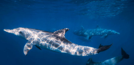 dolphins swimming in the blue water of the baja californiaの写真素材