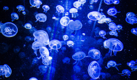 Jellyfish in the aquarium. Beautiful blue jellyfish in the water.の写真素材