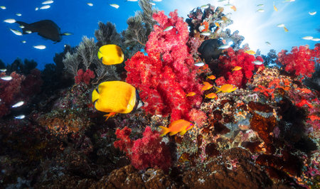 Tropical fish on a colorful coral reef in the Red Seaの写真素材