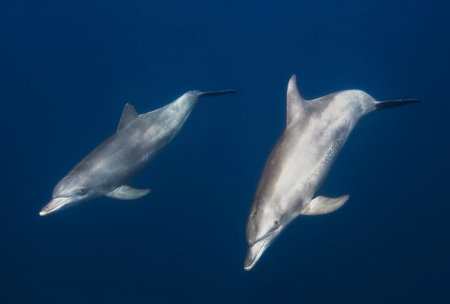 Dolphins in the Red Sea, Egypt. Two dolphins swim in the Red Sea.の写真素材