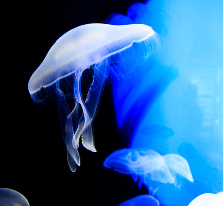 Jellyfish in the aquarium. Blue and white jellyfish.の写真素材