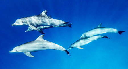 Dolphins in the blue water of the ocean on a sunny dayの写真素材