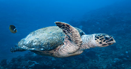 Green Sea Turtle (Chelonia mydas) in the Red Seaの写真素材
