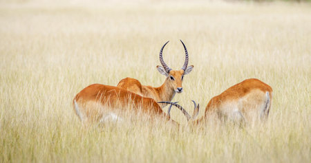 Impala antelope in the savannah of Amboseli National Park in Kenyaの写真素材