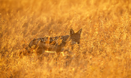 Black-backed jackal (Canis mesomelas) in the grassland, South Africaの写真素材