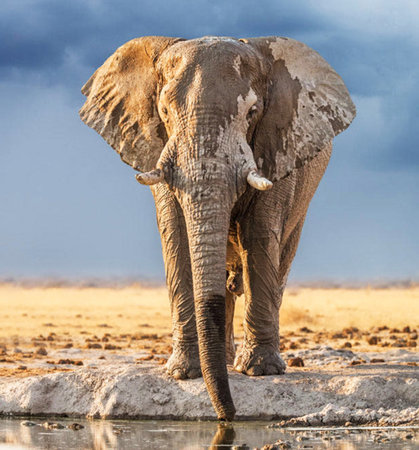 Elephant at a waterhole in Etosha National Park, Namibiaの写真素材